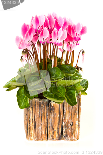 Image of Pink viola flowers