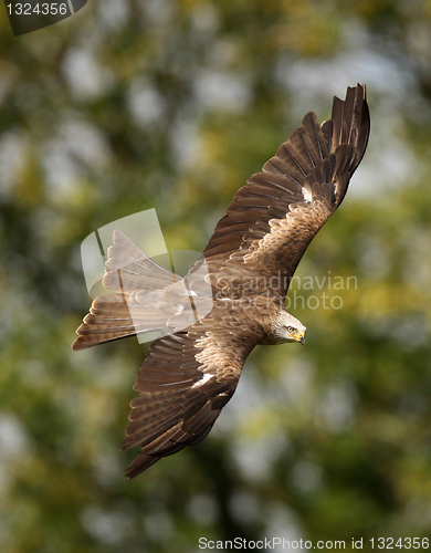 Image of Black Kite