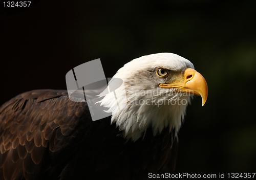 Image of Bald Eagle