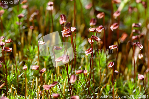 Image of Sporophytes of Polytrichum moss