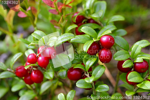 Image of Cowberries (Vaccinium vitis-idaea) 