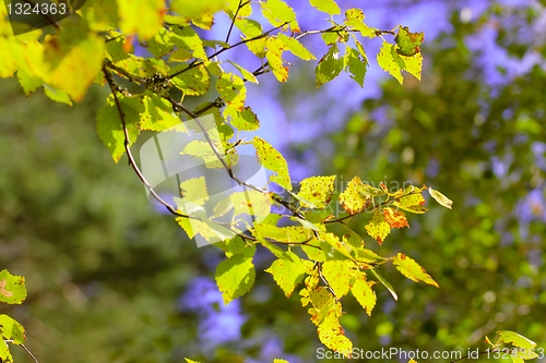 Image of Sunlit Fall Leaves