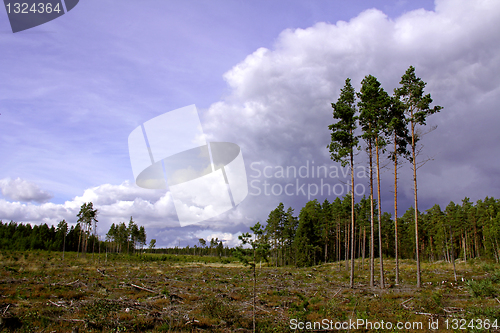 Image of Retention trees on forest felling site