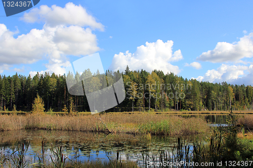 Image of Autum Marshland Lake