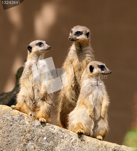 Image of Meercats