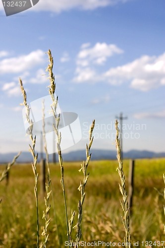 Image of Field in Helena with Focus on the Weeds (DOF)