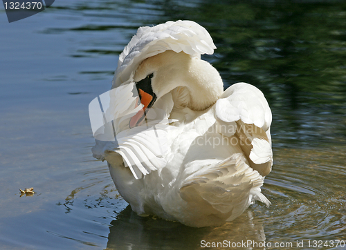 Image of Swan