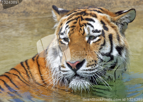 Image of Bengal Tiger
