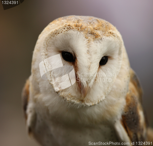 Image of Barn Owl