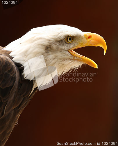 Image of Bald Eagle