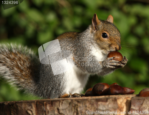 Image of Grey Squirrel