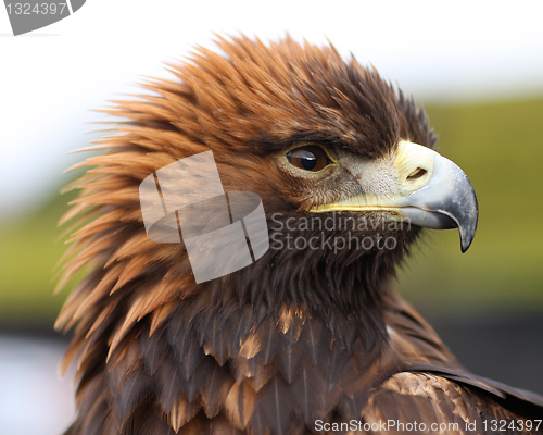 Image of Golden Eagle