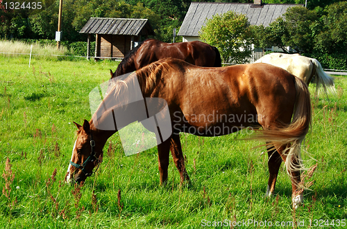 Image of Brown horse eating fresh grass at meadow