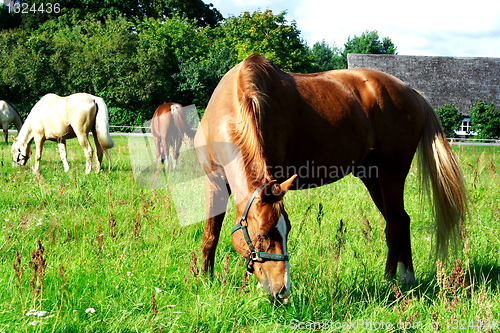 Image of Brown horse eating fresh grass at meadow