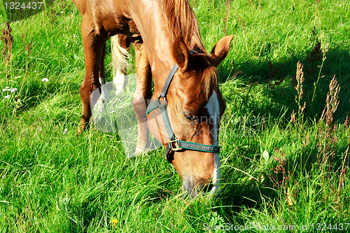 Image of Brown horse eating fresh grass at meadow