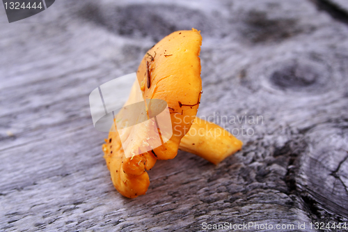 Image of Picked chanterelle laying on whethered wood bench