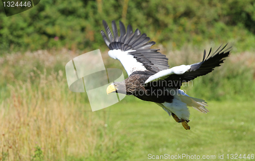 Image of Seaeaeagle in the air