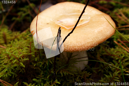 Image of Mushroom growing between lawn in deep forest