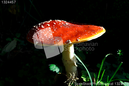 Image of Mushroom growing between lawn in deep forest