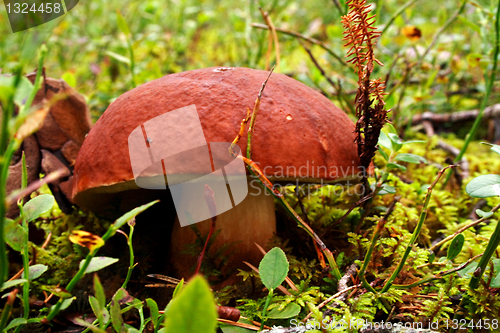 Image of Mushroom growing between lawn in deep forest