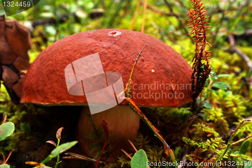 Image of Mushroom growing between lawn in deep forest