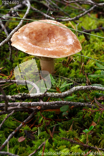 Image of Mushroom growing between lawn in deep forest