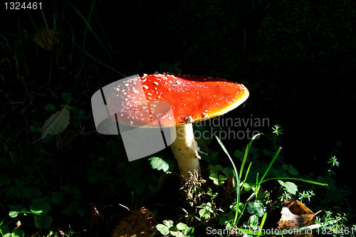 Image of Mushroom growing between lawn in deep forest
