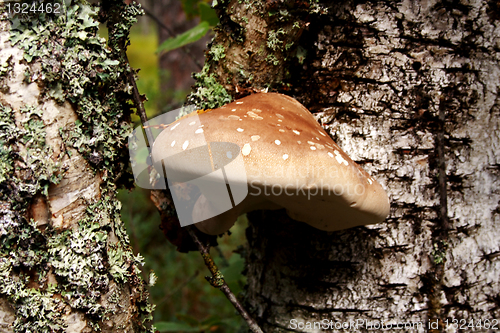 Image of Mushroom growing between lawn in deep forest