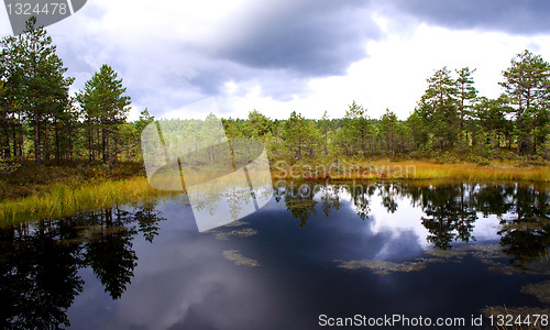 Image of Swamp lake at cloudy day and trees