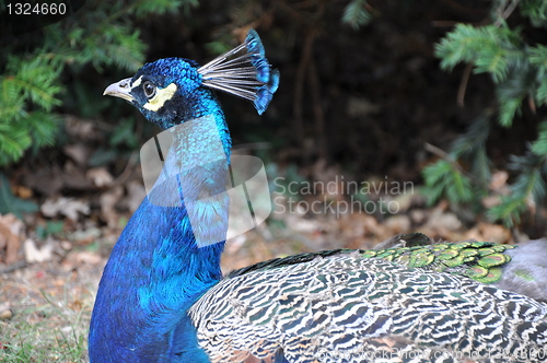 Image of Peacock