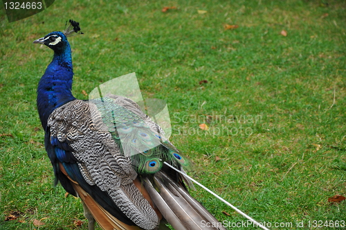 Image of Peacock