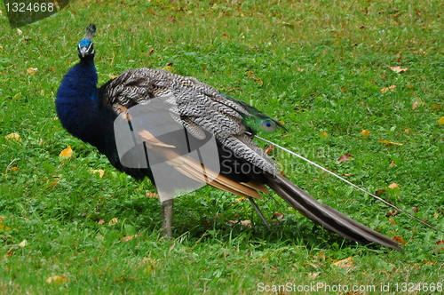 Image of Peacock