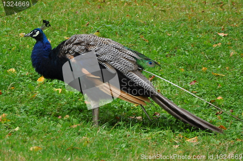 Image of Peacock