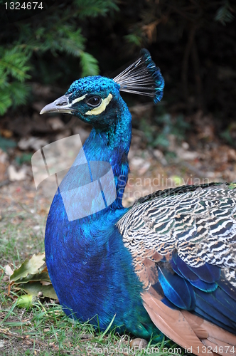 Image of Peacock