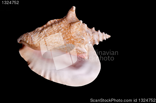 Image of Shell