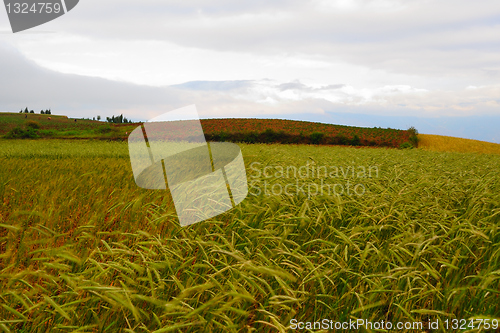 Image of Wheat field