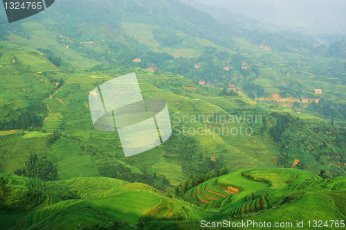 Image of Chinese green rice field