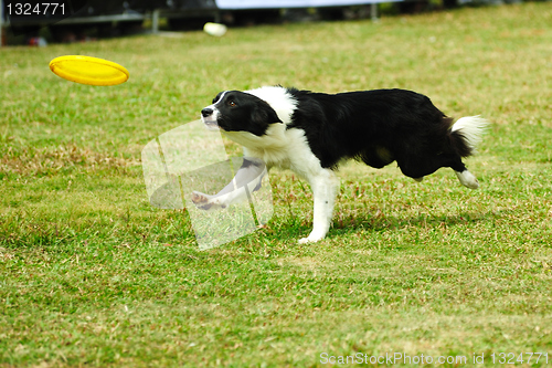 Image of Border collie dog running