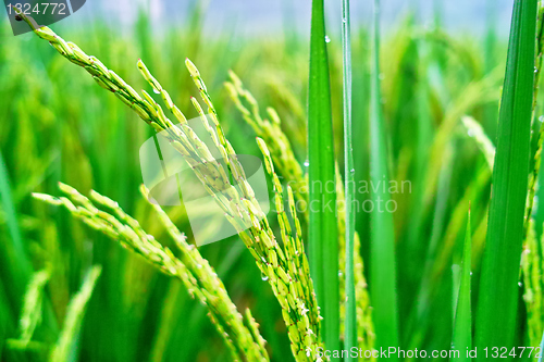 Image of Rice seedlings