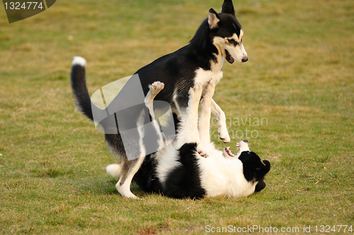 Image of Dogs playing