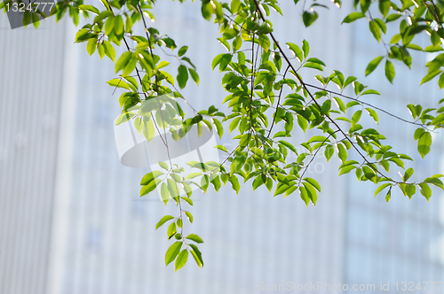 Image of Green leaves