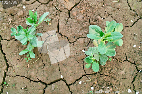 Image of Broad bean seedlings