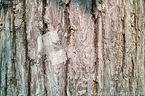 Image of Pear tree bark