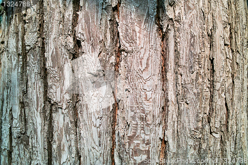 Image of Pear tree bark