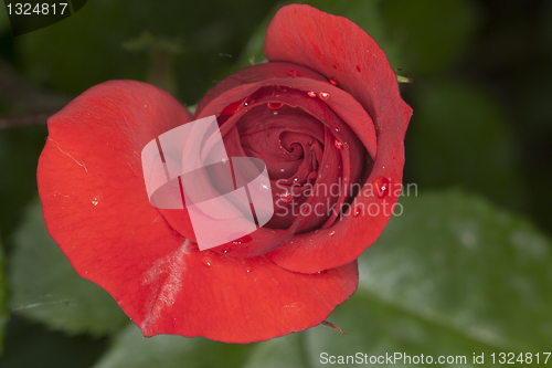 Image of Red Rose
