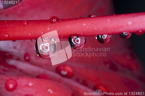 Image of Drops