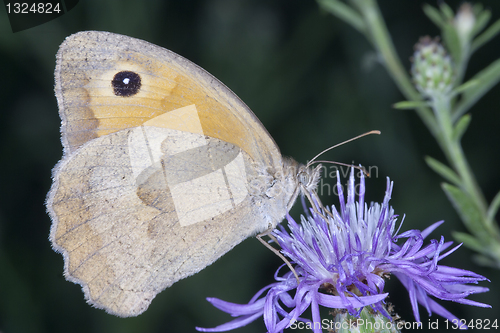 Image of coenonympha pamphilus