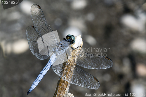 Image of Orthetrum brunneum