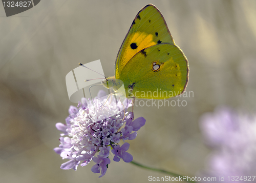 Image of Colias Crocea