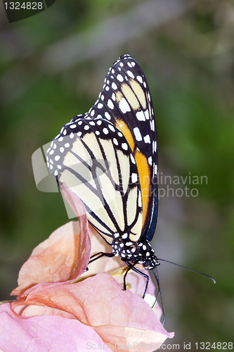 Image of Monarch butterfly (Danaus plexippus)